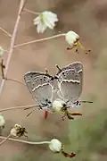 Satyrium mirabilis (see Satyrium) butterflies mating on E. sogdianus