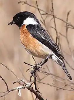 Photo of a small sparrow-sized bird with a brown breast, black head, black back, and beige belly perched on a small tree branch