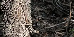 Northern rose-bellied Lizard (S. marmoratus)
