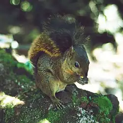 Brown squirrel