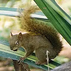 Brown squirrel