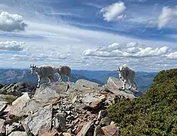 Mountain goats on Scotchman Peak