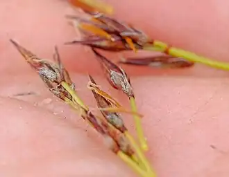 Clusters of spikelets