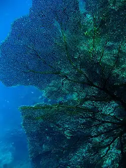 Sea fan