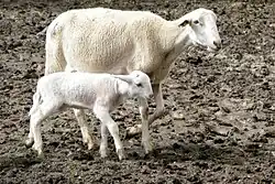 Two cordero segureños