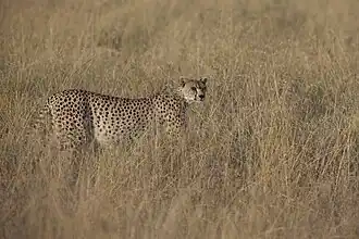 At the Serengeti National Park