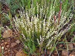 colour photo of Sesamoides purpurascens plant with long stems and small white flowers