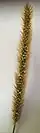 Setaria pumila inflorescence