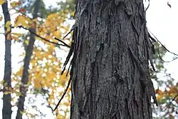 A shagbark hickory tree near Dellville.
