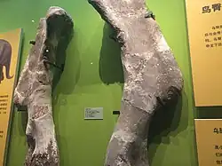 The shoulders of Shantungosaurus on display at the museum.