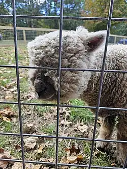 One of several sheep