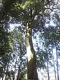 Tall trunk of mature tree