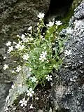 Rock campion in the Spitzkoepfe&nbsp;[fr].