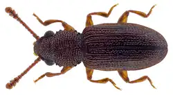 Silvanolomus denticollis