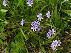 A group of small light purple flowers with six tepals and orange centers on thin stems