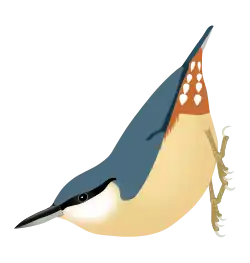 Sitta europaea caesia, found in mainland Europe.