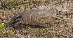 Brown armadillo