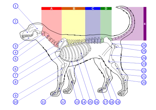 Image 24Skeleton of a dog:1. Cranium 2. Maxilla 3. Mandible 4. Atlas 5. Axis 6. Scapula 7. Spine of scapula 8. Humerus 9. Radius 10. Ulna 11. Phalanges 12. Metacarpal bones 13. Carpal bones 14. Sternum 15. Cartilaginous part of the rib 16. Ribs 17. Phalanges 18. Metatarsal bones 19. Tarsal Bones 20. Calcaneus 21. Fibula 22. Tibia 23. Patella 24. Femur 25. Ischium 26. Pelvis (from Dog anatomy)