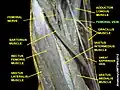 Femoral vein