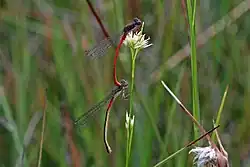 in tandem female form typica