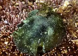 Smaragdinella calyculata