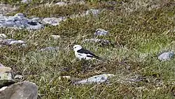 Snow bunting, Idre, Dalarna