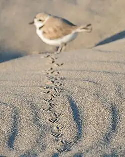 Trackway of a snowy plover in sand photographed at a low angle, with the plover that left the tracks visible in the background
