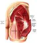 Structures visible under the gluteus maximus