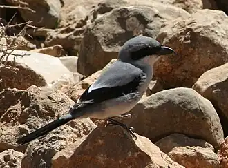 L. e. uncinatus, on Socotra