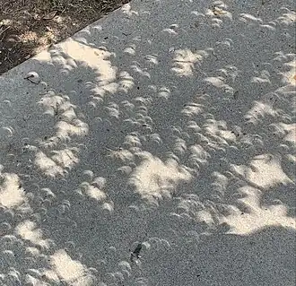 Leaf shadow projection of the eclipse in College Station, Texas