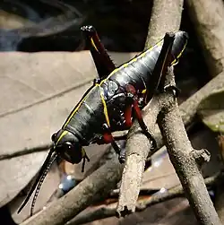 Eastern lubber grasshopper nymph