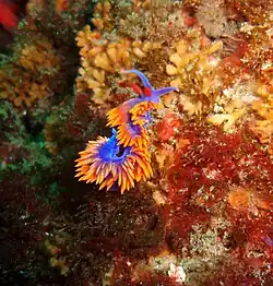 Spanish shawl in the Channel Islands National Marine Sanctuary