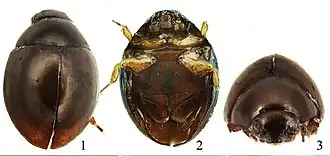 Specimen of Sphaerius minutus (Sphaeriusidae) in various views