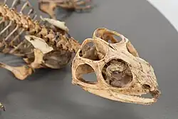 Skull of the tuatara in oblique view, with sclerotic rings in eye sockets