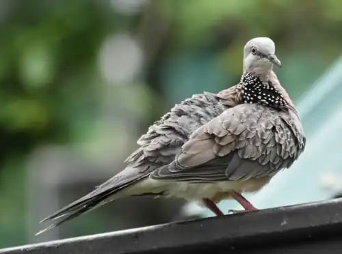 S. c. tigrina Kuala Lumpur, Malaysia