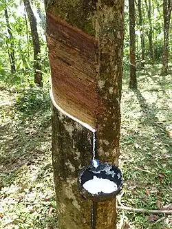 Image 33Latex collecting from a rubber tree (Hevea brasiliensis) (from Tree)