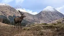 A red deer stag in Glen Etive, showing the south side of the Buachaille, with Stob na Bròige (right) and Stob Dubh (left) Buachaille Etive Mòr from the east side