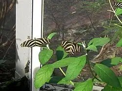 State butterfly, Zebra longwing