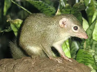 Common treeshrew (T. glis)