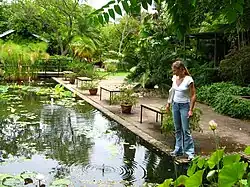 water-lily dams