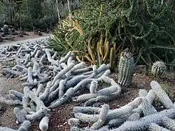 Creeping Devils (Stenocereus eruca), with Fouquieria and barrel cacti