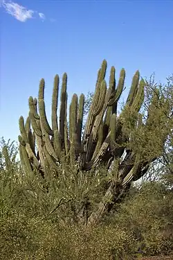 Large plant growing in habitat in Serezuela, Argentina