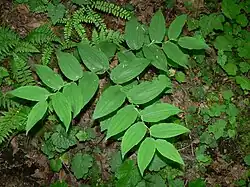 Alternately attached leaves one three stems growing from a dark forest floor
