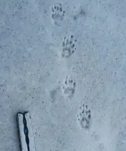 Tracks in the snow