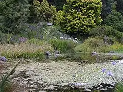 Pond at Dwarf Conifer collection