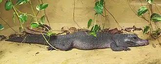 Aquazoo Löbbecke Museum, Germany