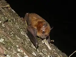 Brown bat