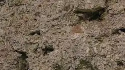 An anemone growing on carbonate chimney rock.