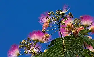 One of the many flowering plants at the zoo.