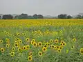 Sunflower fields near Buddinni
